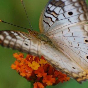 Meet your Posher, Kanwal